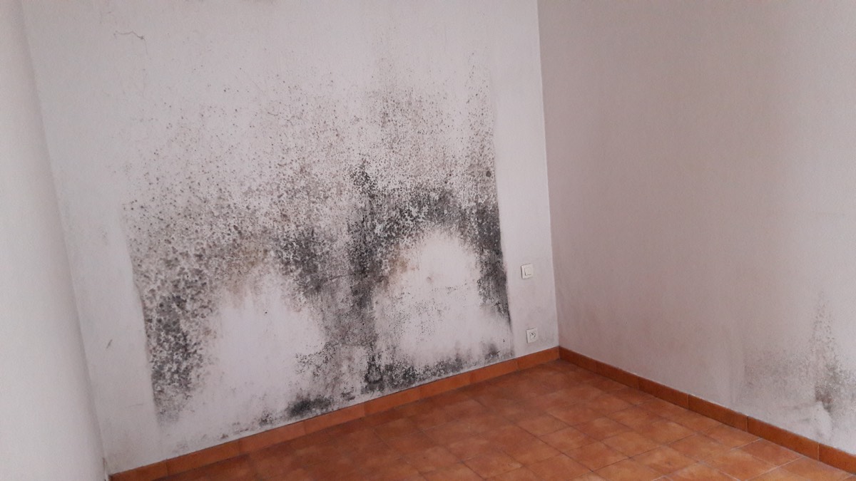 Moisissures - Expertise humidité à Montluçon